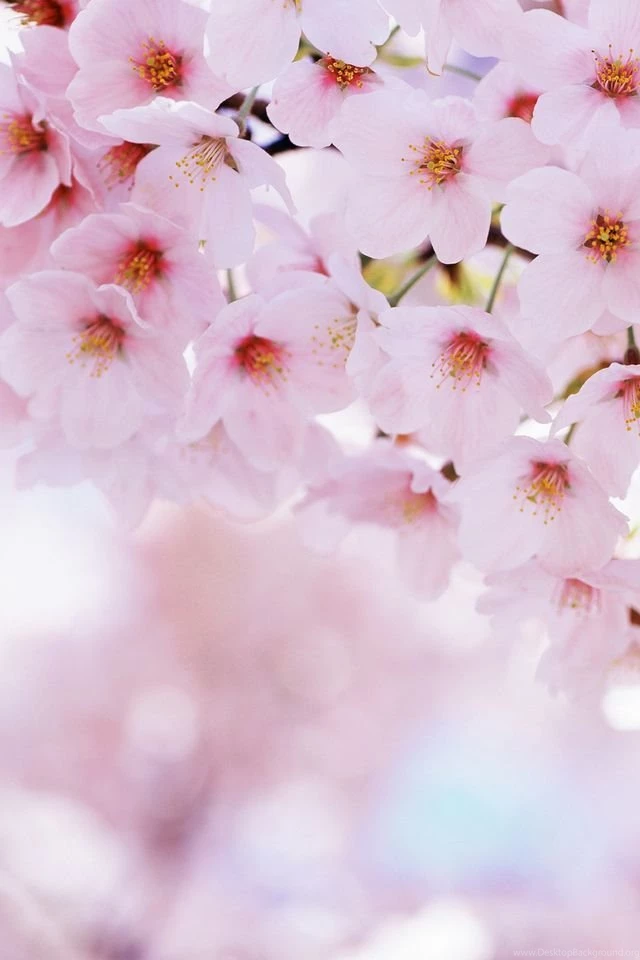 Spring flowers 02.jpg