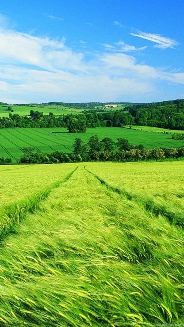 640x1136 Beautiful Spring Field & Trees Iphone 5 Wallpapers