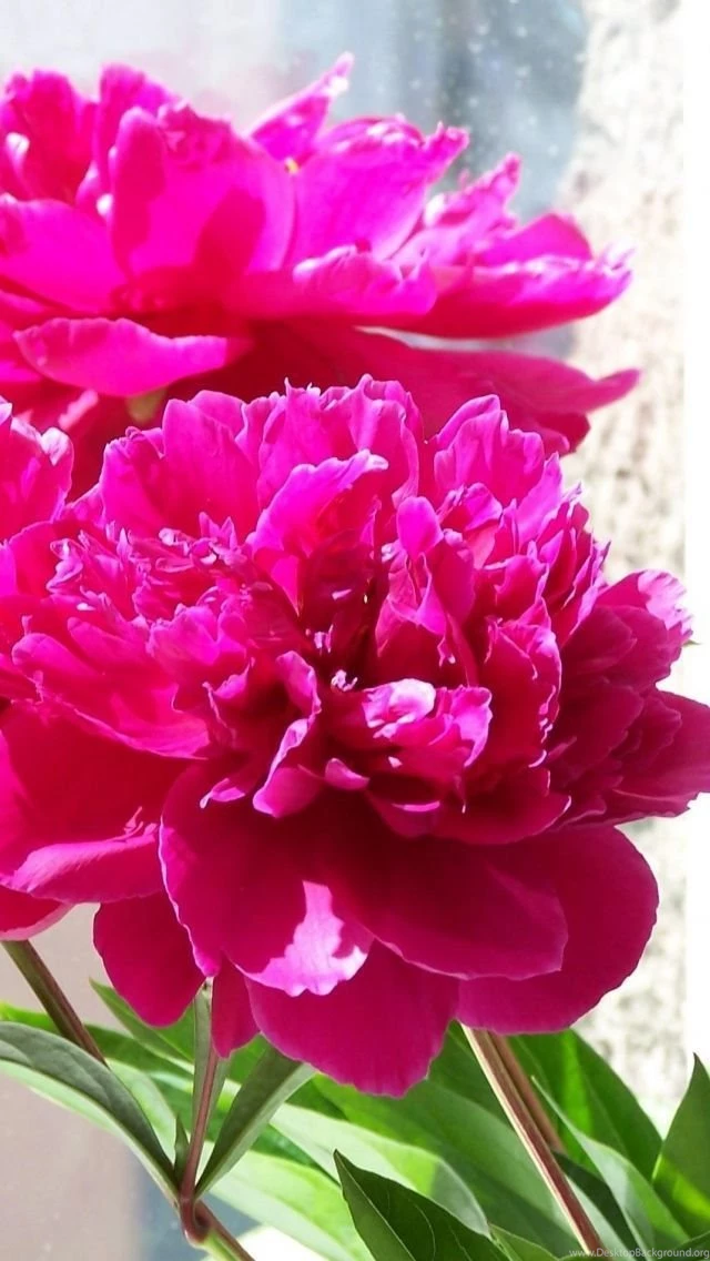 Download Wallpapers 640x1136 Peonies, Flowers, Bouquet, Box, Spring ...