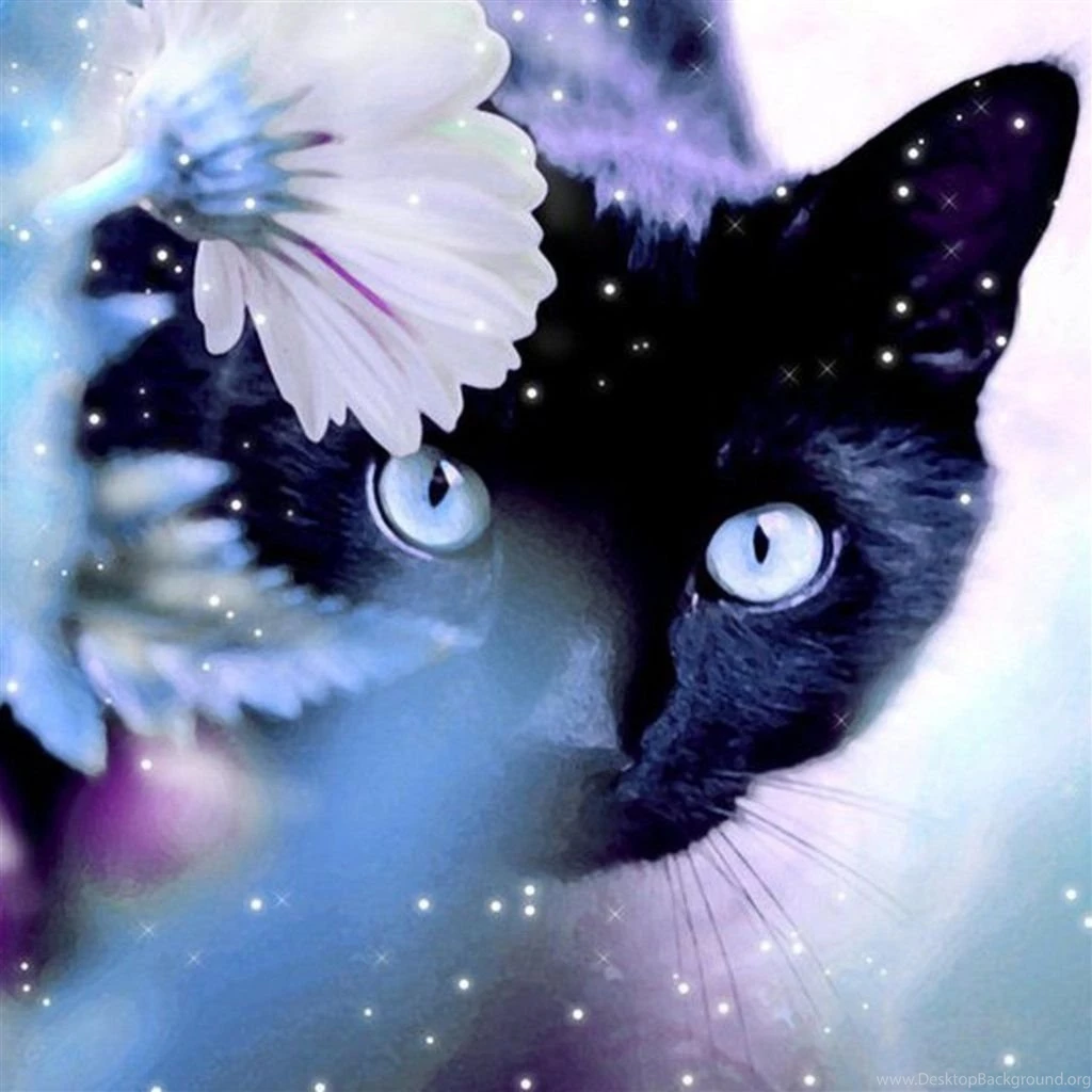 Mystery Black Cat Behind Shiny Flower iPad Air Wallpapers Download ...