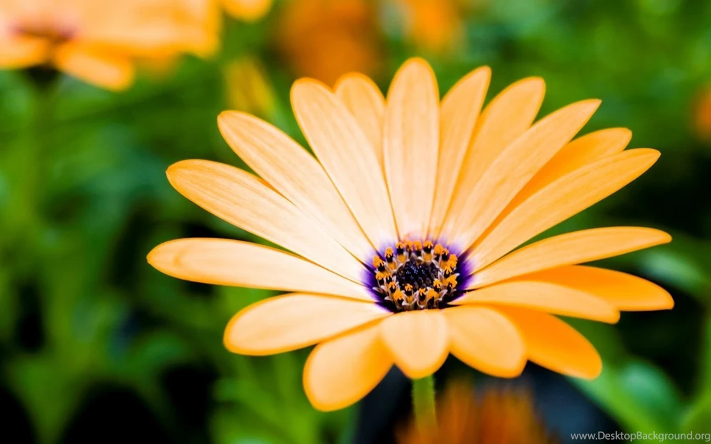 Flowers Desktop Wallpapers FREE On Latoro.com
