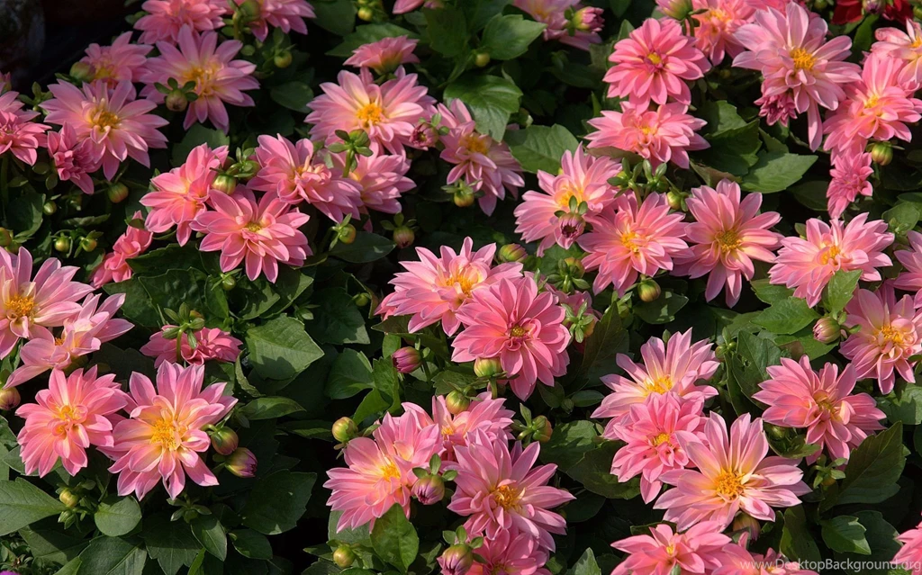 Dahlia Flower Desktop Wallpaper, Dahlia Flower Images, New Wallpapers