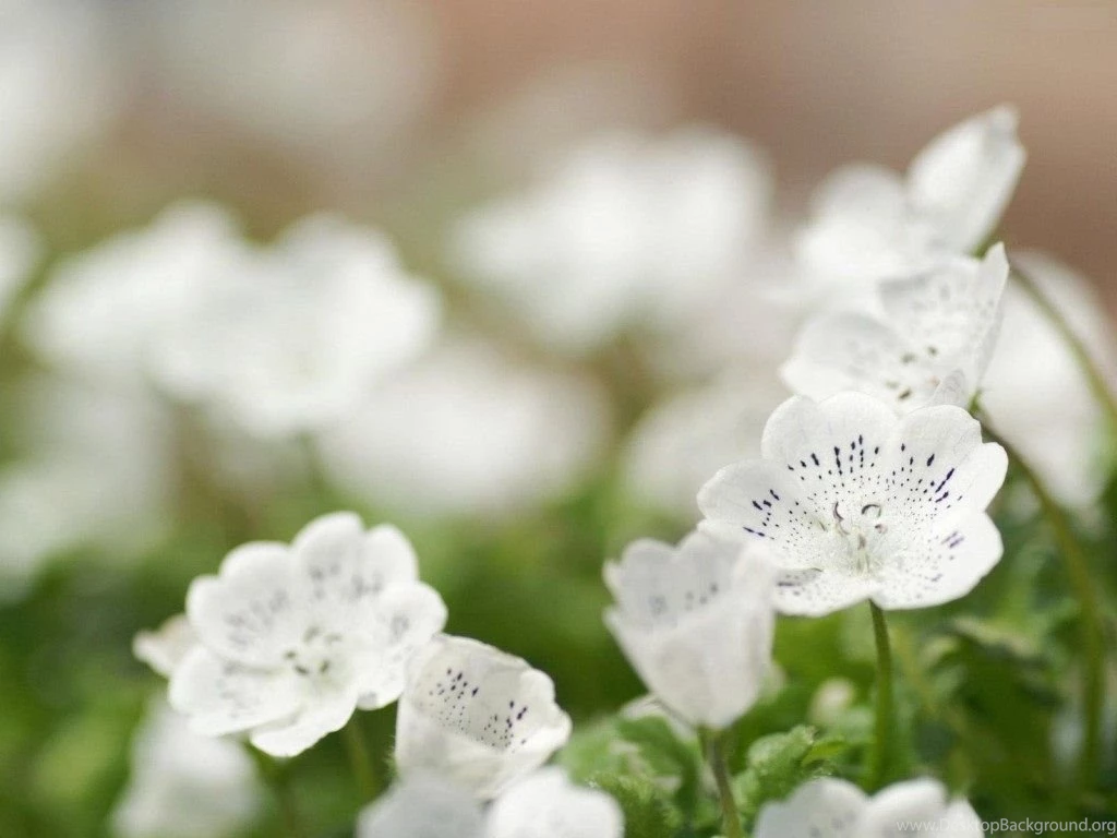 White Flower Desktop Wallpapers , New Wallpapers, New Wallpapers