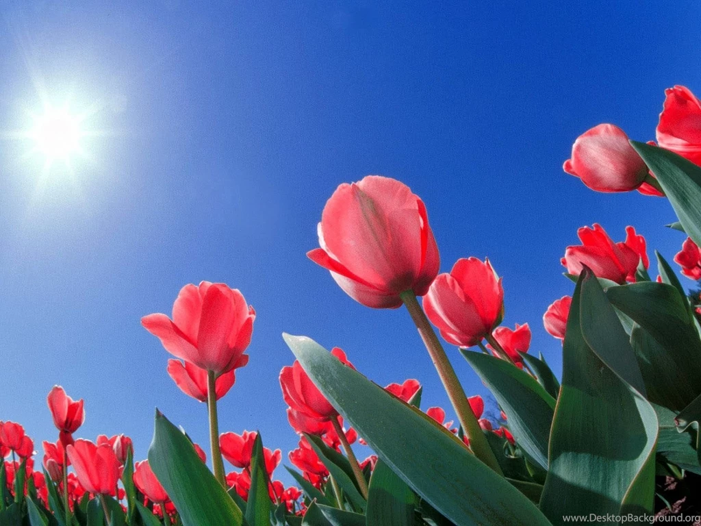 Wallpapers: Flowers Desktop Wallpapers