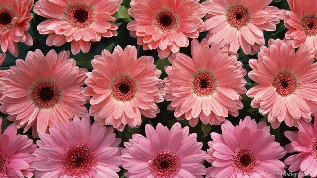 Pink Flower Desktop Wallpapers Wallpapers HD Base