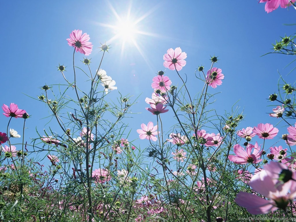 Blue Flower Desktop Wallpaper, Blue Flower Images, New Wallpapers