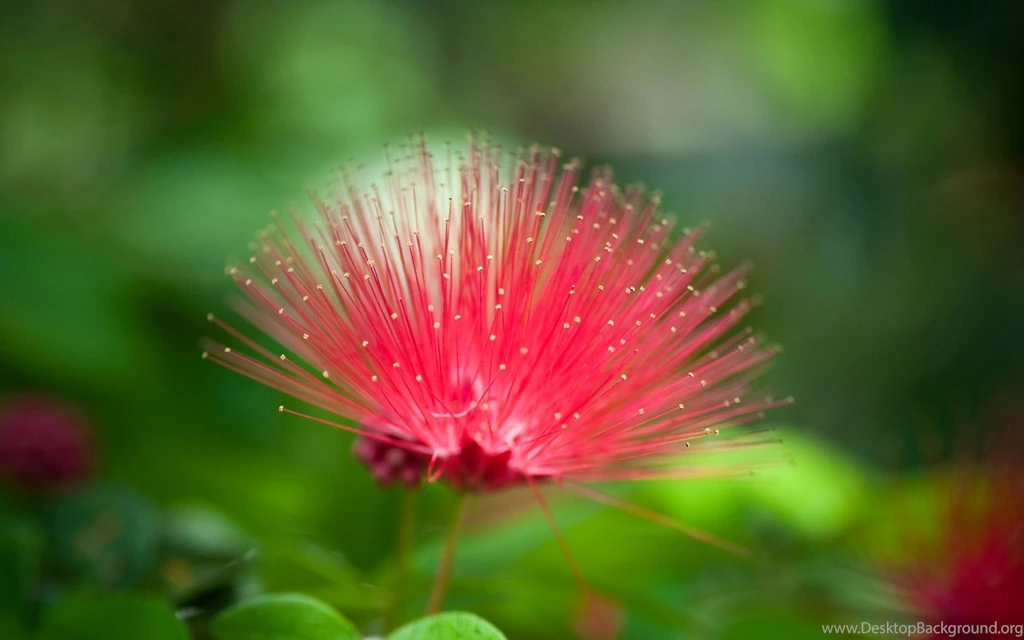 Red Flowers HD Wallpapers