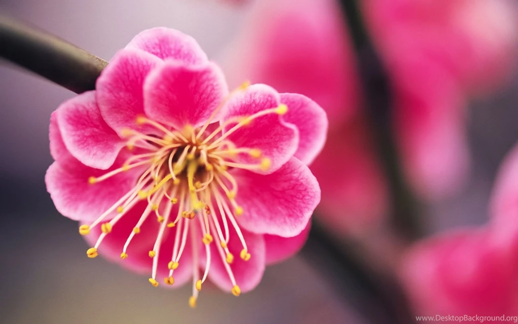 Cute Flowers Images And Wallpapers Download