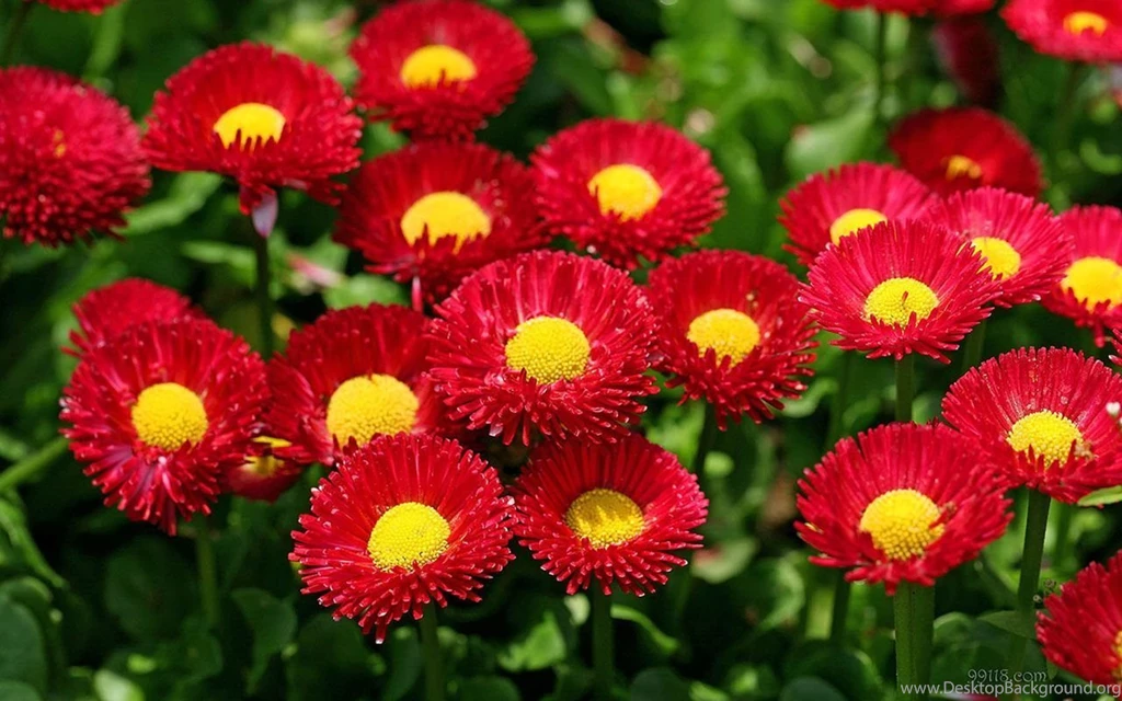 Flowers Hd