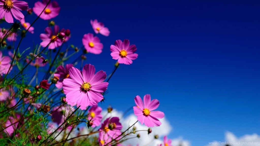 Flowers In HD HD Wallpapers Desktop Wallpapers Coolhdwallpapersjar.com