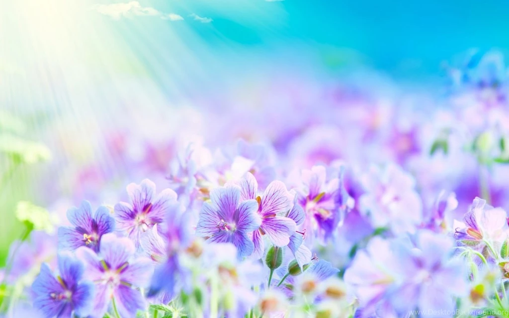 Sunny Flowers HD WallpaperWelcome To StarChop