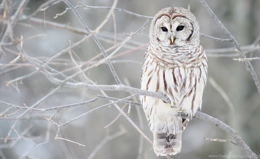 White Owl Winter Raptor Feathers Tree Bird Animal Season Birds ...