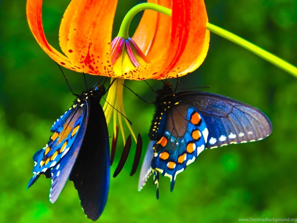 Butterfly Desktop Wallpapers , New Wallpapers, New Wallpapers