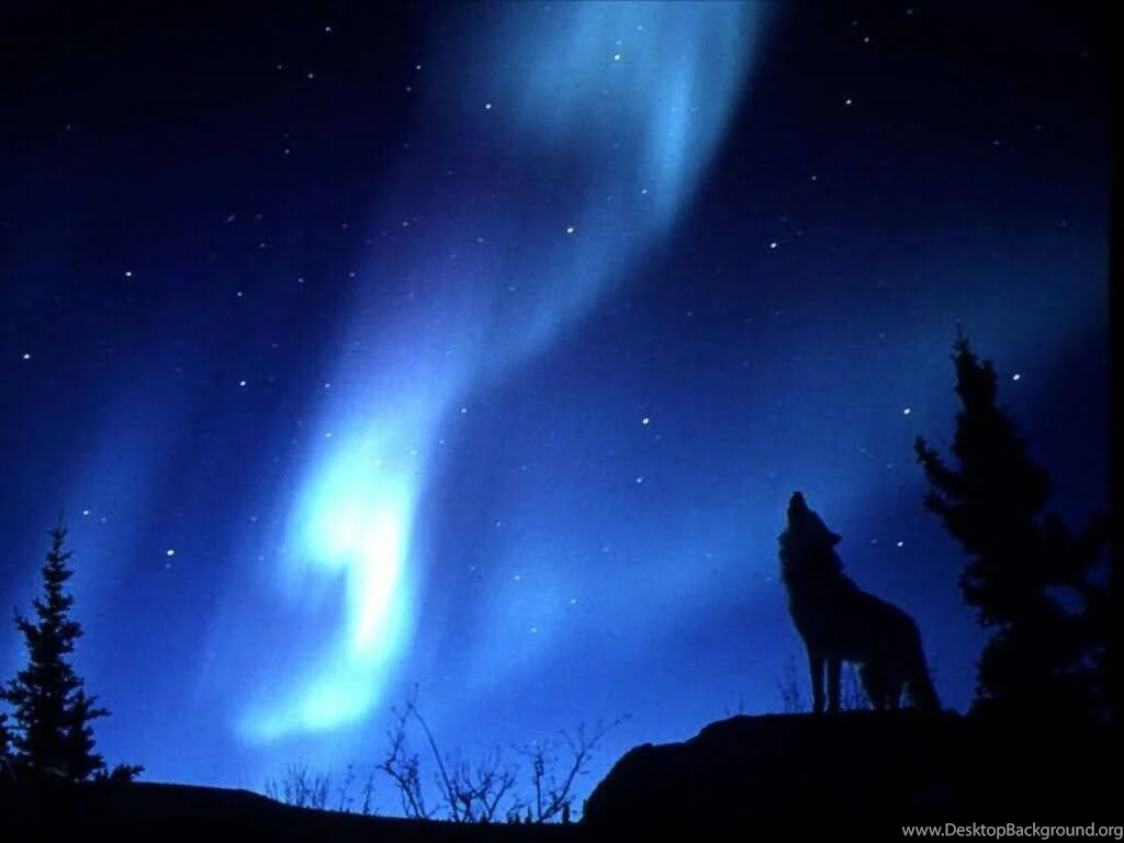 Wolf Howling Wallpaper.