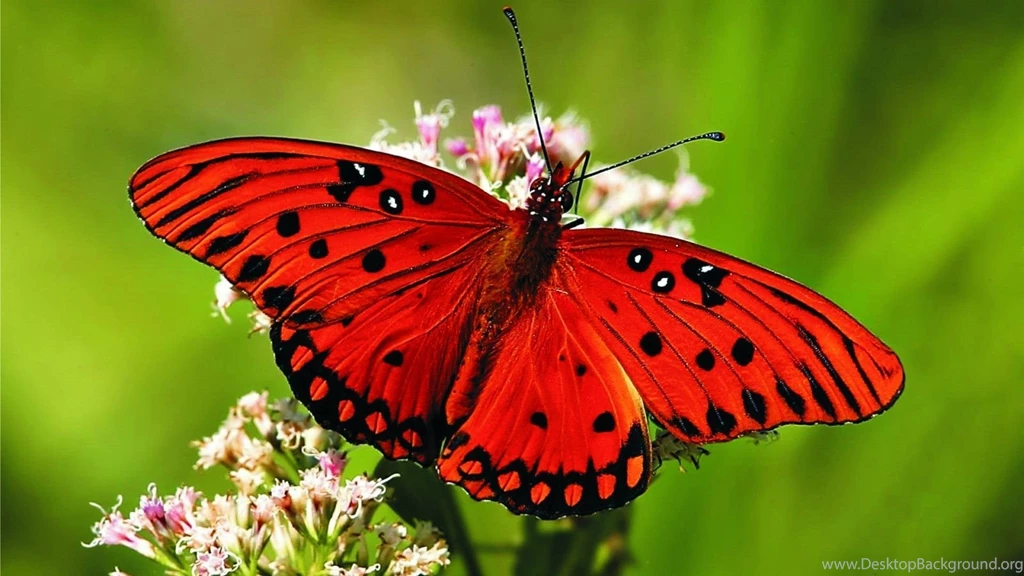 Butterfly Pink Wallpapers Dowload