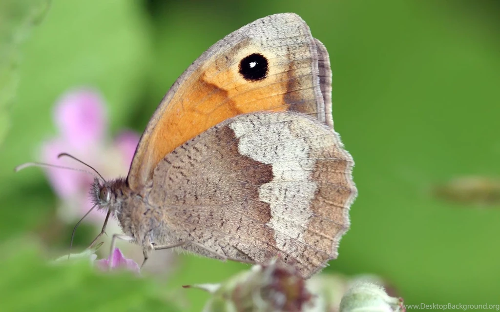 Butterfly Wallpapers Desktop