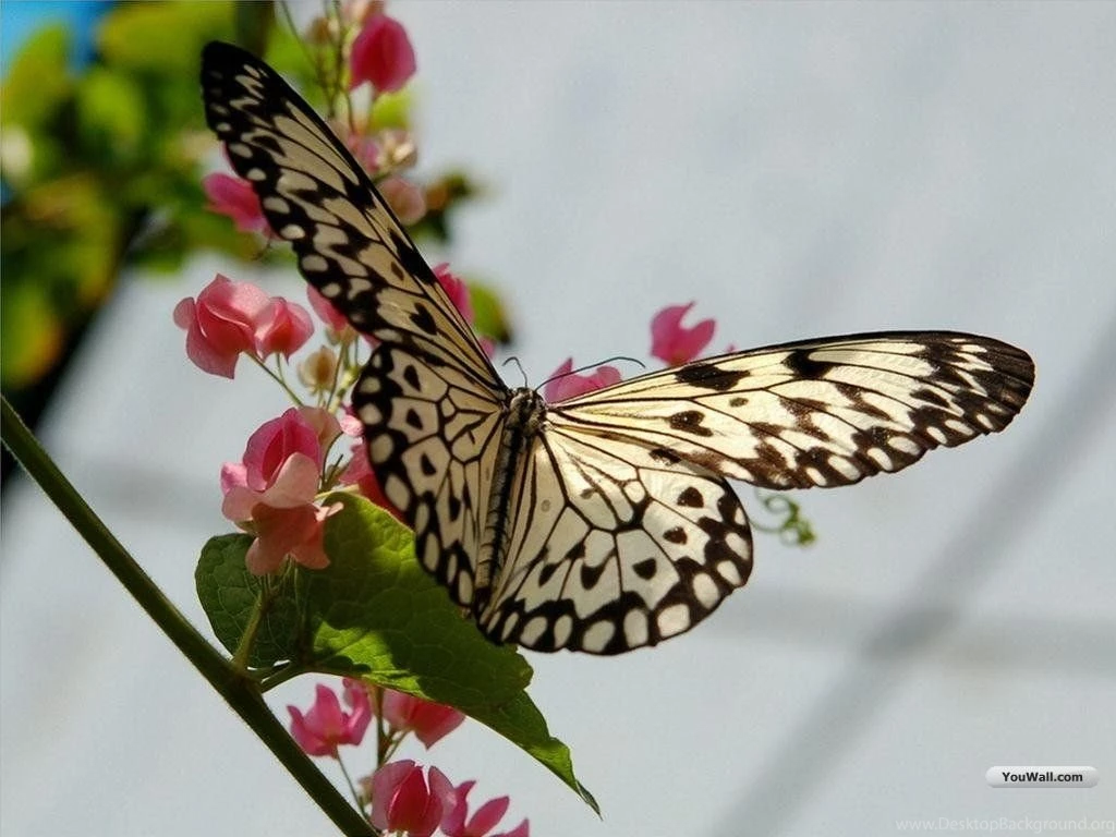 Pretty Butterfly Desktop Wallpapers Screen Saver.