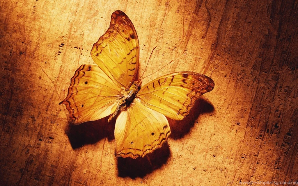 Download Beautiful Butterfly Desktop Wallpapers Decent Pics ...