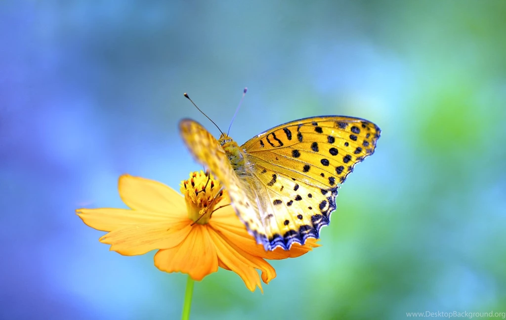 Butterfly Yellow Butterfly Desktop Wallpapers – Finehdwallpaperr.com
