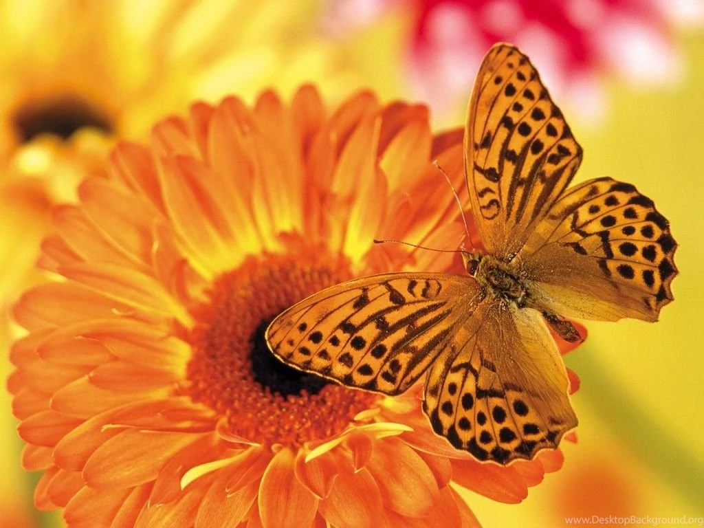 Desktop Wallpapers · Gallery · Nature · Desktop Butterfly ...