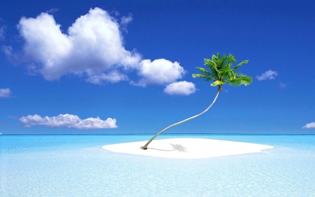 Palm Tree 1440x900 Wallpapers, 1440x900 Wallpapers & Pictures Free ...