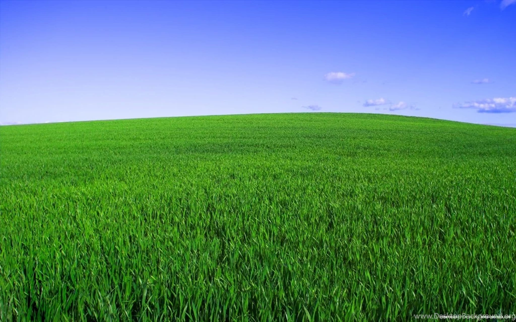 1440x900 Deep Green Spring Desktop PC And Mac Wallpapers