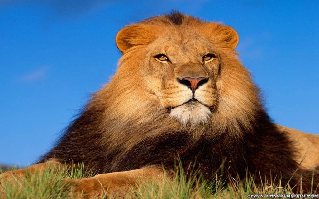 Lion Wallpapers   Crazy Frankenstein