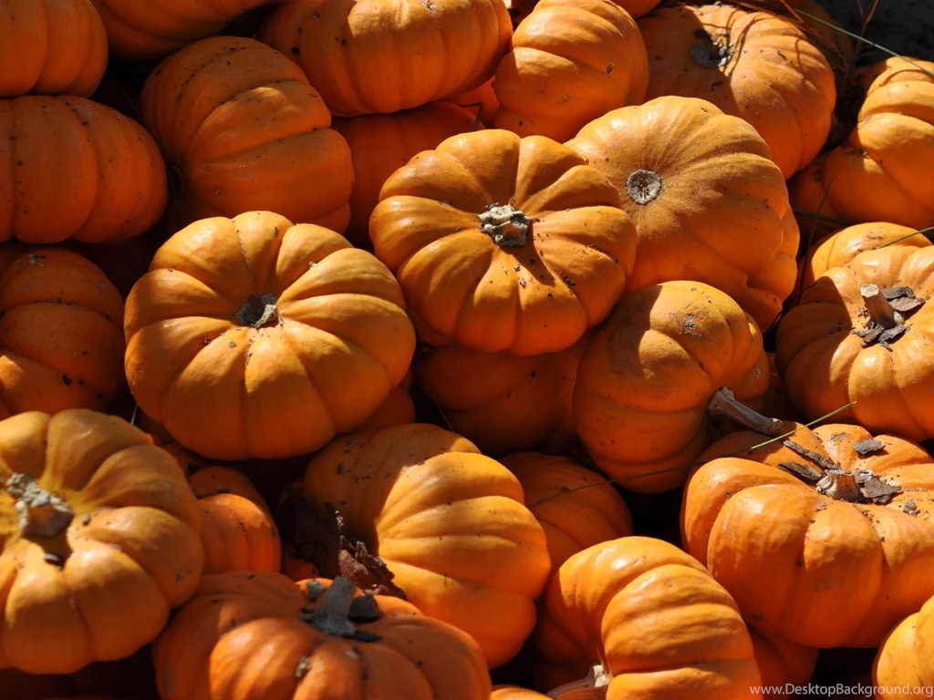 Top Pumpkins Wallpapers Myspace Background Images For Pinterest