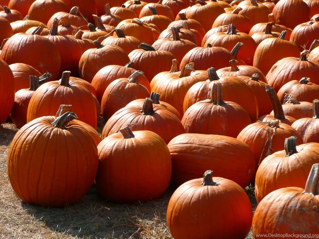 MLeWallpapers.com Pumpkin Patch