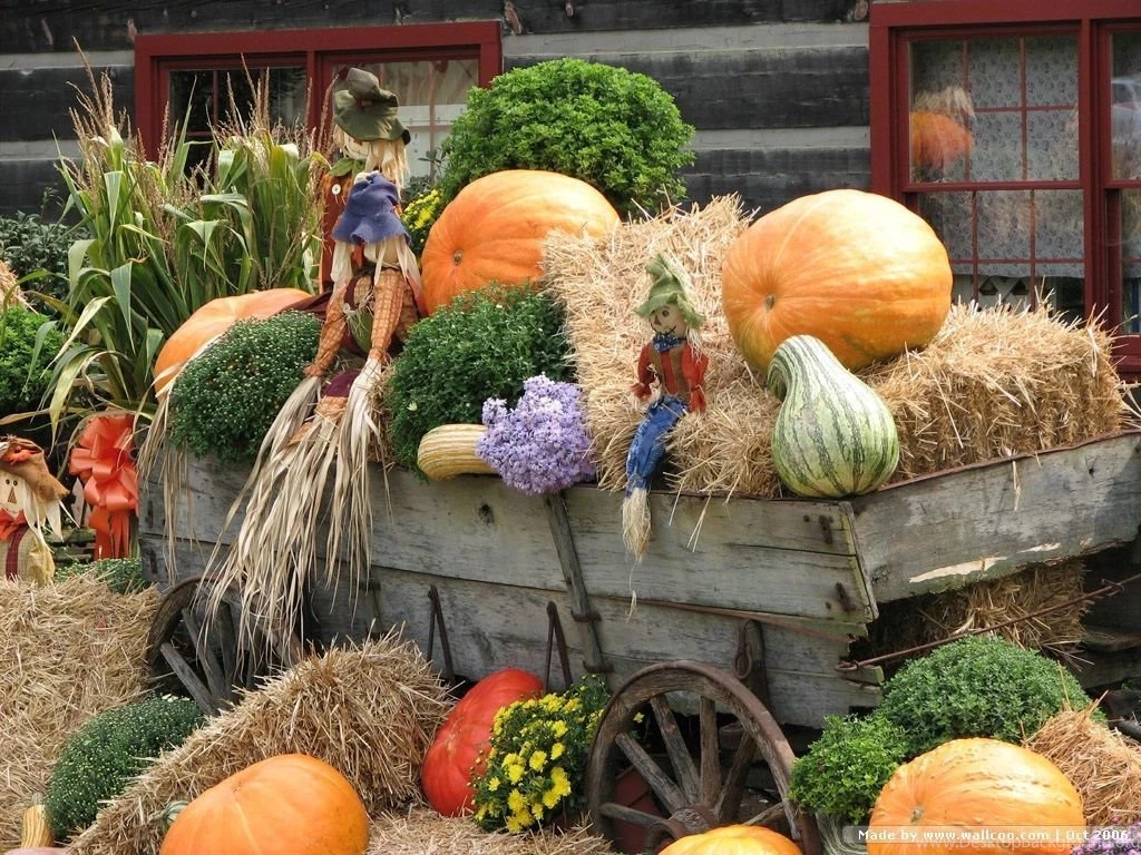 Autumn Display : Scarecrow & Pumpkins Wallpapers .pumpkins ...