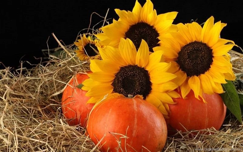 Pumpkins And Sunflowers Free Desktop Backgrounds And Wallpapers