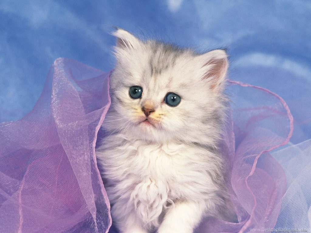 Cute Grey Kitten Wallpapers 2560x1920 Px Free Download ...
