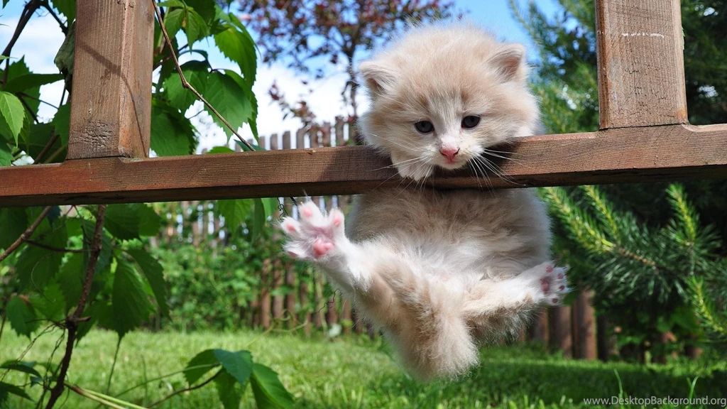 Kitten Wallpaper Images