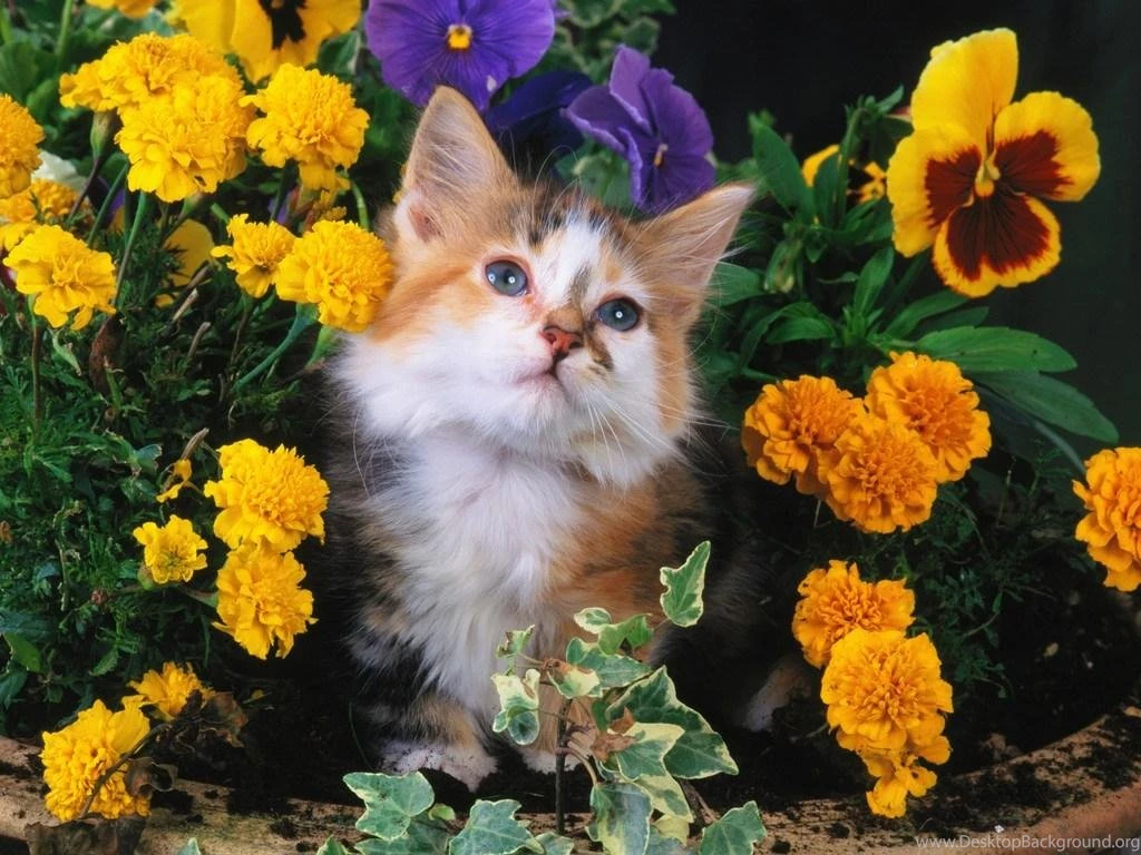 Free Wallpapers Free Cute Kitten Wallpapers
