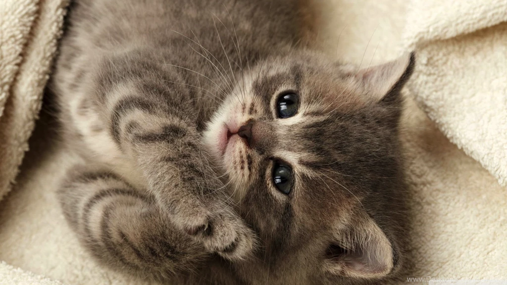 Cute Kitten Wallpapers » WallDevil Best Free HD Desktop And ...