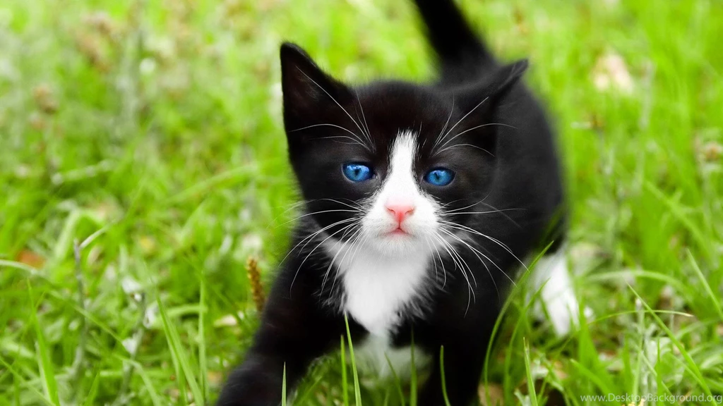 Kitten Wallpapers Widescreen Resolution