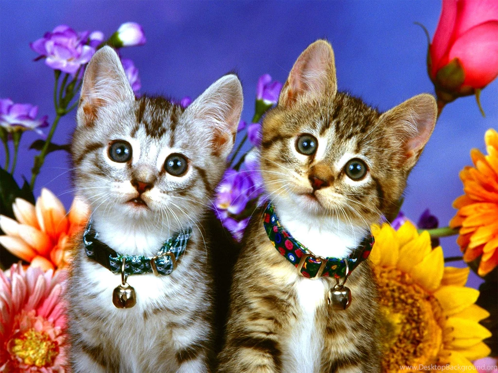 Wallpaperlite.com