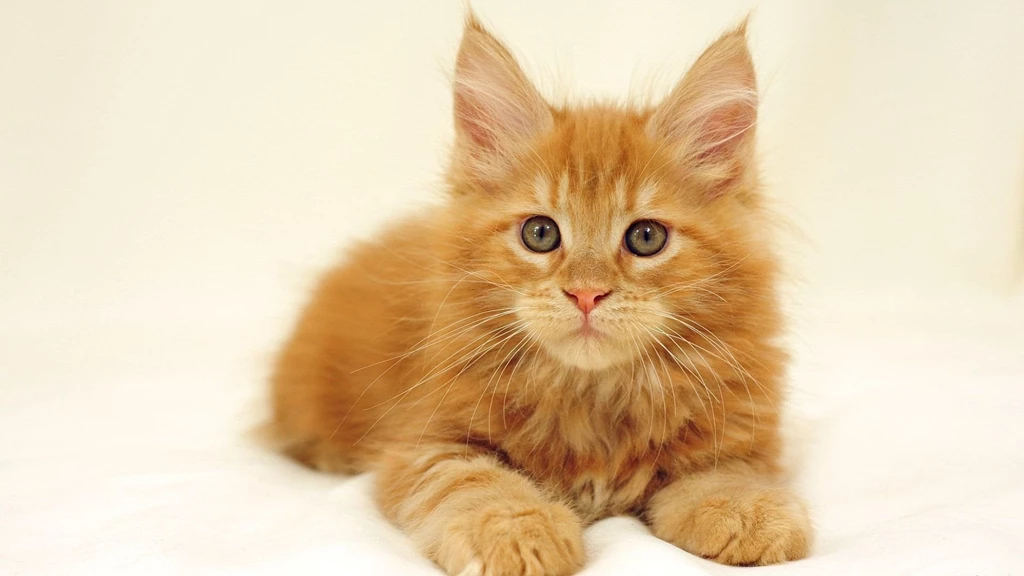 Kitten Wallpapers
