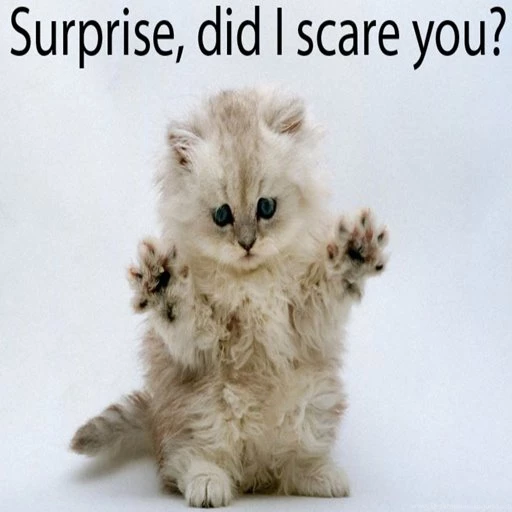 Amazon.com: Cat Kitten Live Wallpapers Free: Appstore For Android