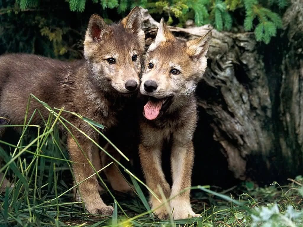 Wolf Pups Wolves Wallpapers (7896864) Fanpop