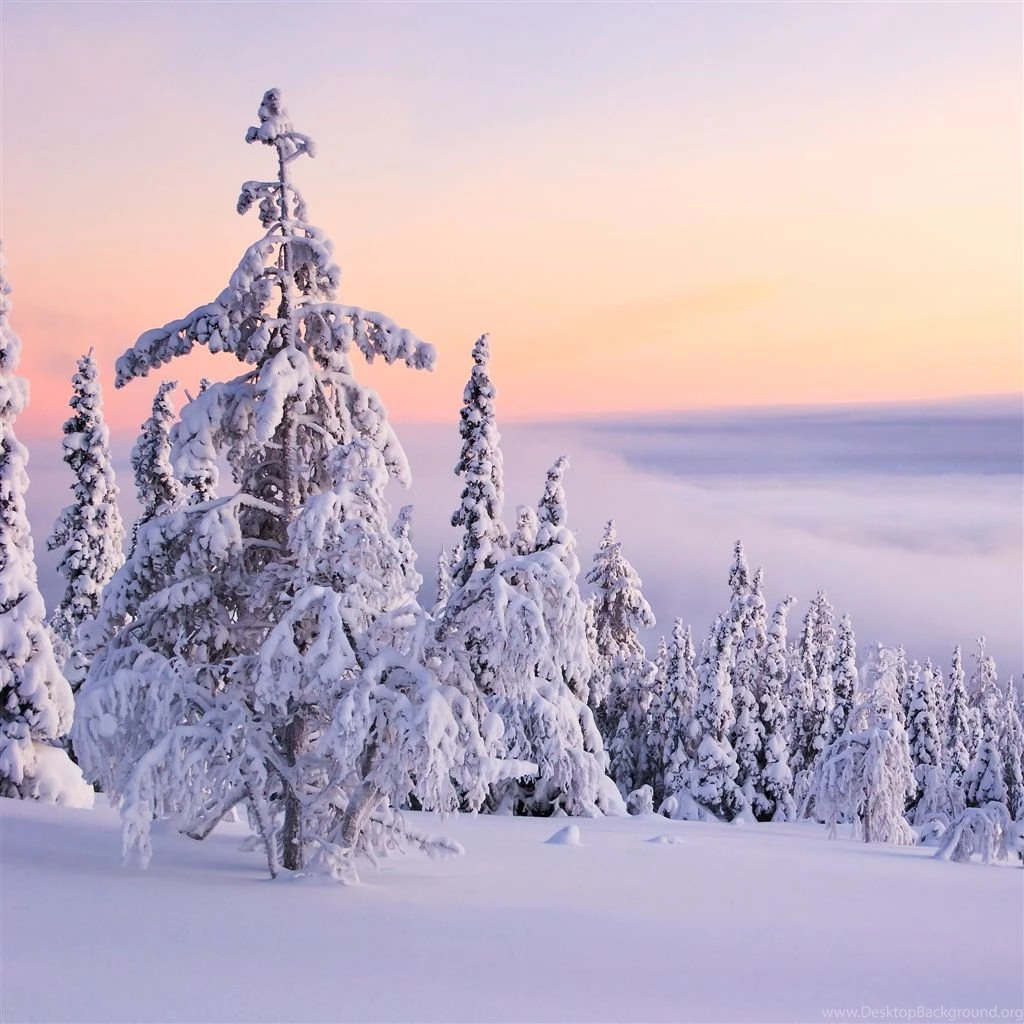 Snow Forest iPad Air Wallpapers Download