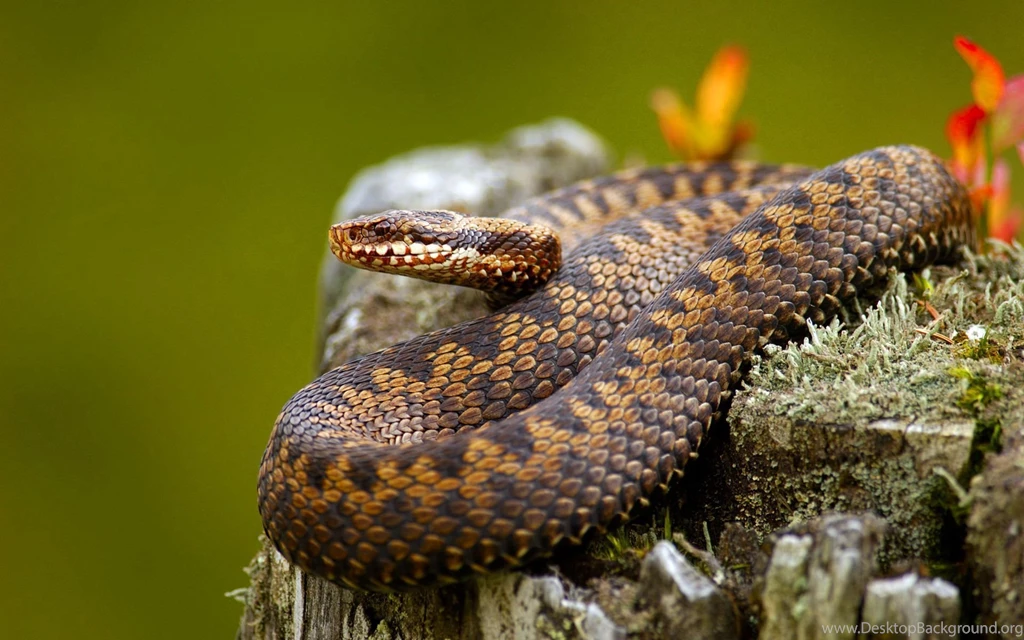 Snake Wallpapers 3357 Awesome Backgrounds Wallnos.com