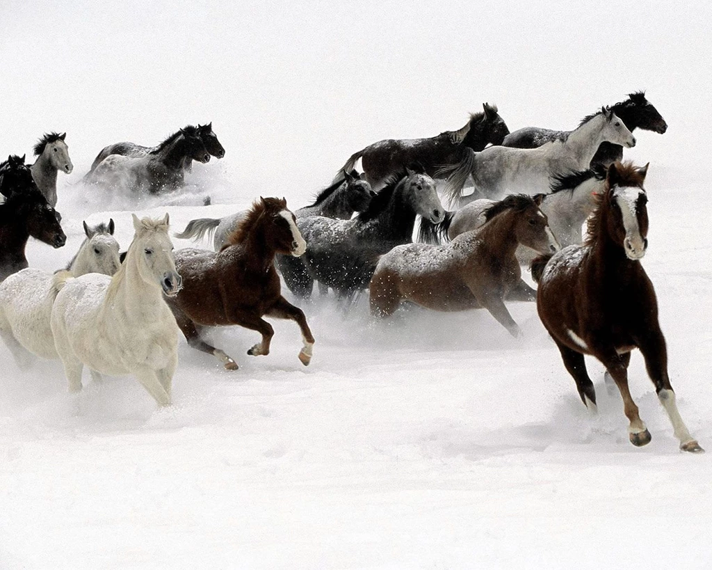 Backgrounds Horse Wallpapers