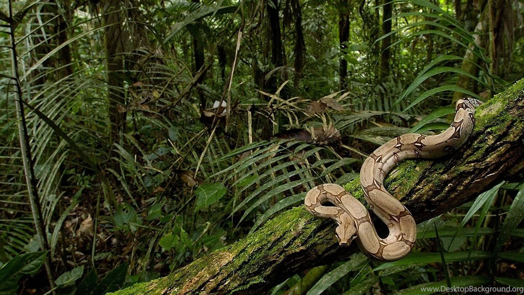 Snake full hd background_1.jpg