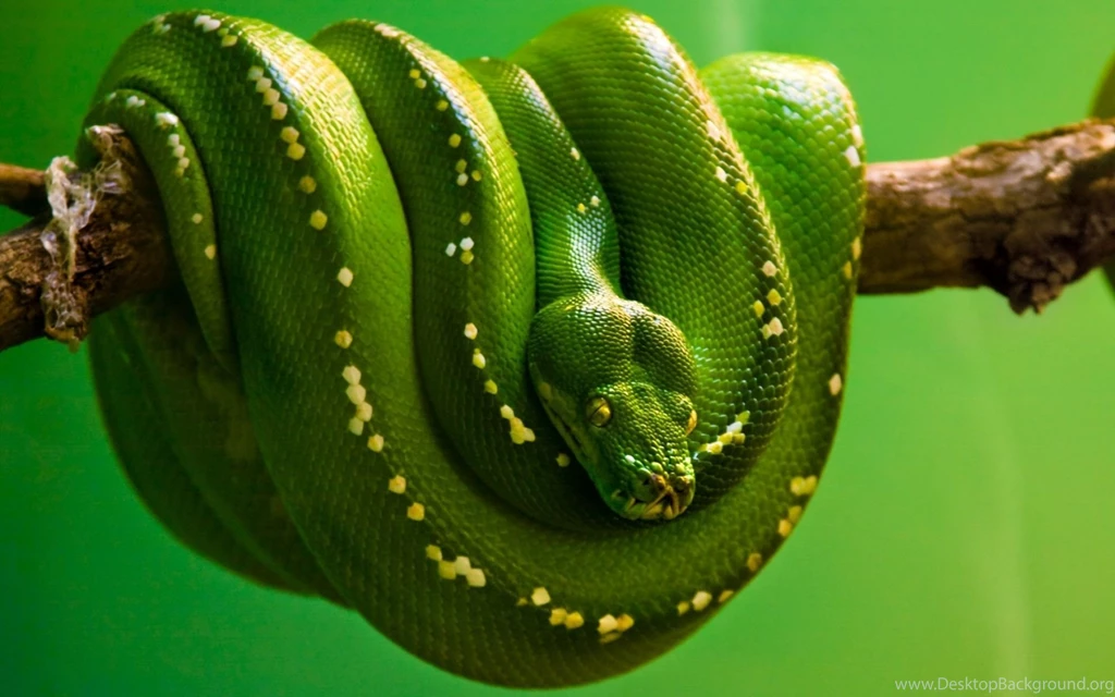 Snake Wallpapers 3237 HD High Definition Wallnos.com