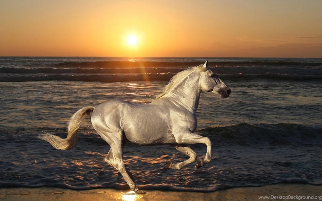 Beautiful Wild Horse Wallpapers For Desktop Zibrato