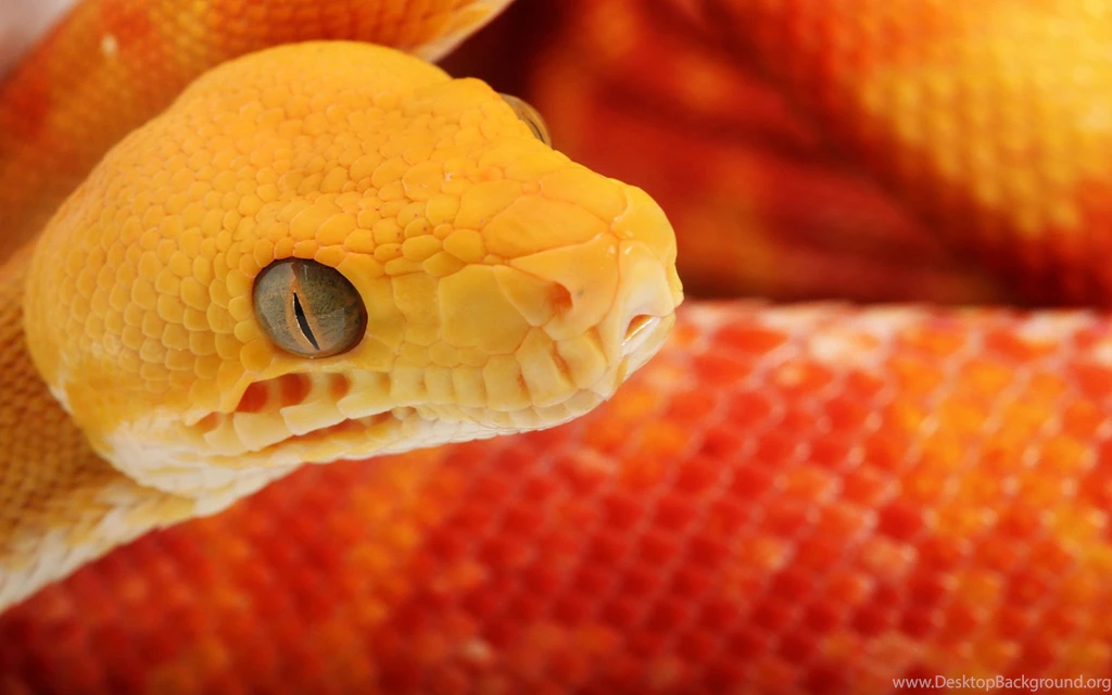 Snakes Wallpapers Hd Http://3.bp.blogspot.