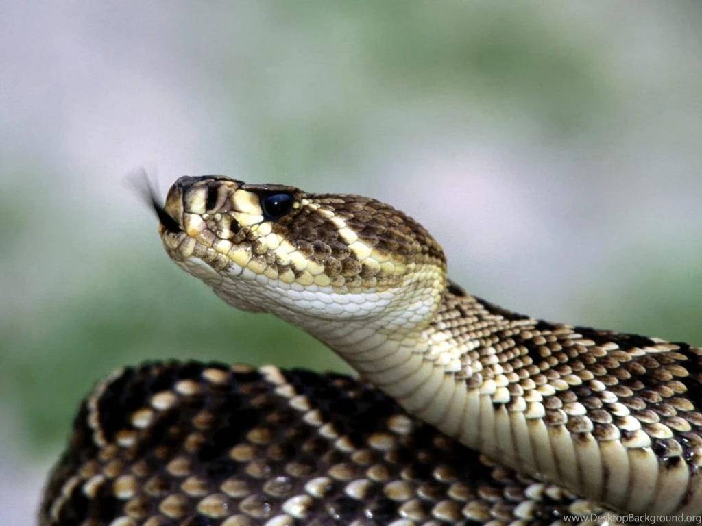 Rattle Snake Wallpapers HD Wallpapers