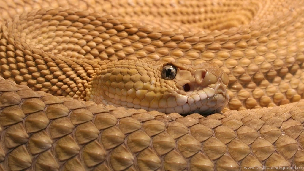 Big Snake HD Wallpapers