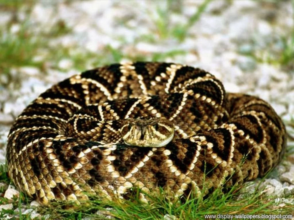 Snake Wallpapers HD:Best Wallpapers HD